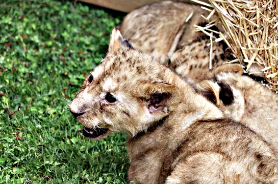 Cumhurbaşkanı Erdoğan'ın yavru aslanları! Hediye edilmişti: İsimleri anket ile belirlenecek! 9