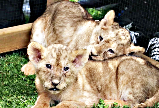 Cumhurbaşkanı Erdoğan'ın yavru aslanları! Hediye edilmişti: İsimleri anket ile belirlenecek! 2