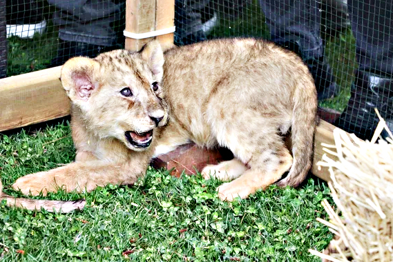Cumhurbaşkanı Erdoğan'ın yavru aslanları! Hediye edilmişti: İsimleri anket ile belirlenecek! 3