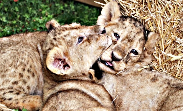 Cumhurbaşkanı Erdoğan'ın yavru aslanları! Hediye edilmişti: İsimleri anket ile belirlenecek! 4