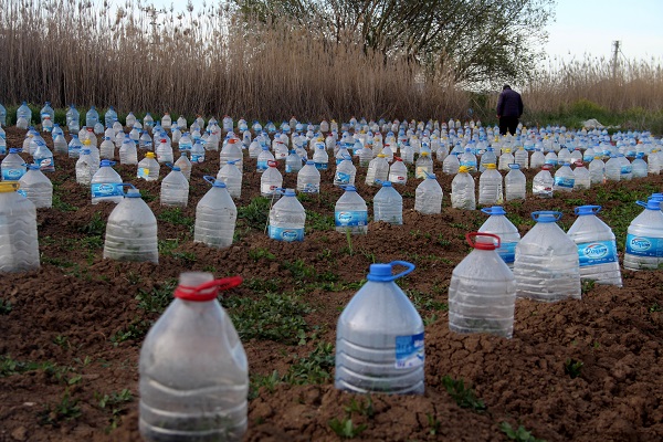 Çiftçinin çözümü akıllara durgunluk verdi! Domates fideleri için böyle önlem aldı 5