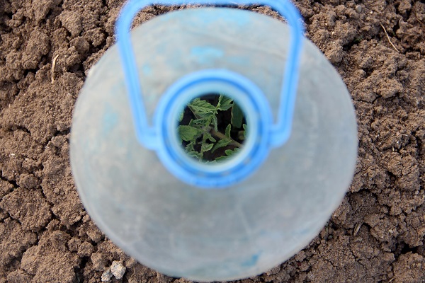 Çiftçinin çözümü akıllara durgunluk verdi! Domates fideleri için böyle önlem aldı 2