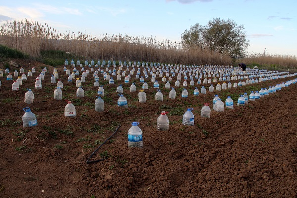 Çiftçinin çözümü akıllara durgunluk verdi! Domates fideleri için böyle önlem aldı 7