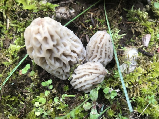 Doğada kendiliğinden yetişen mucize Toplayıp kurutanlar paraya para demiyor 11