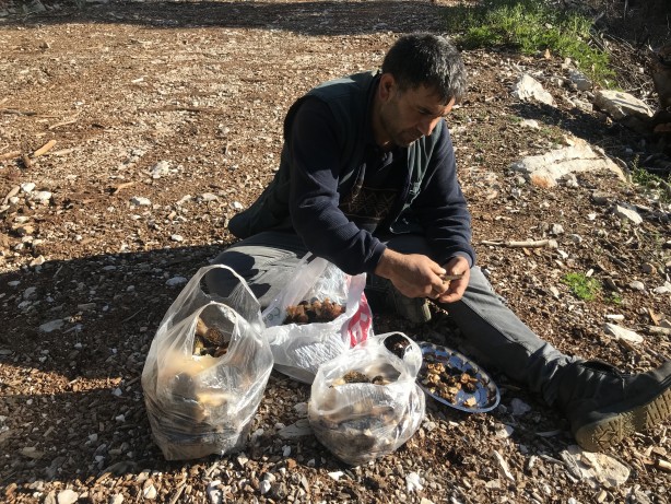 Doğada kendiliğinden yetişen mucize Toplayıp kurutanlar paraya para demiyor 9