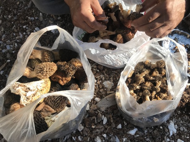 Doğada kendiliğinden yetişen mucize Toplayıp kurutanlar paraya para demiyor 2