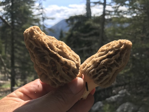 Doğada kendiliğinden yetişen mucize Toplayıp kurutanlar paraya para demiyor 8