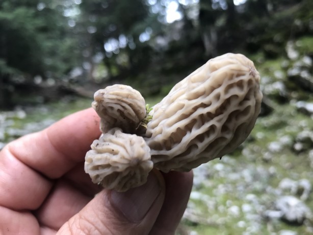 Doğada kendiliğinden yetişen mucize Toplayıp kurutanlar paraya para demiyor 12