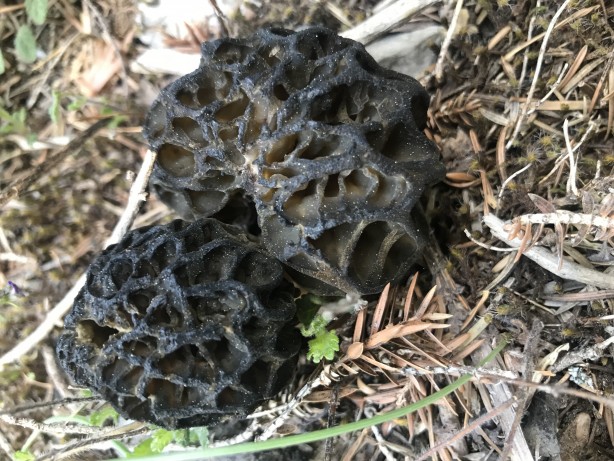 Doğada kendiliğinden yetişen mucize Toplayıp kurutanlar paraya para demiyor 10