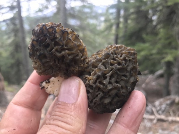 Doğada kendiliğinden yetişen mucize Toplayıp kurutanlar paraya para demiyor 13