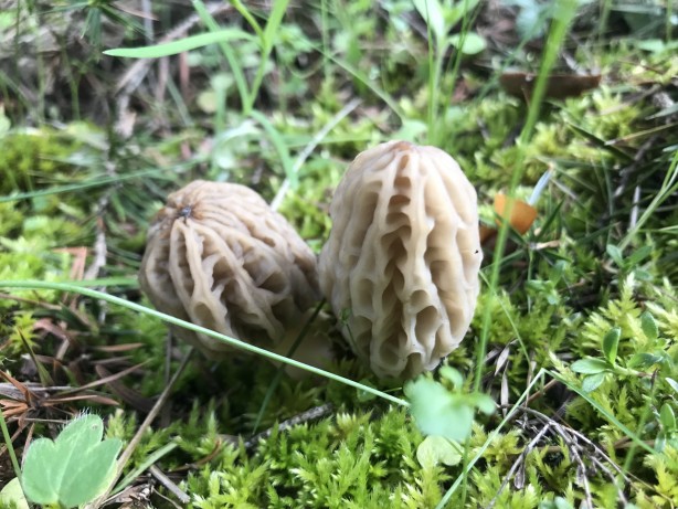 Doğada kendiliğinden yetişen mucize Toplayıp kurutanlar paraya para demiyor 4