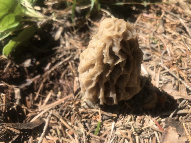 Doğada kendiliğinden yetişen mucize Toplayıp kurutanlar paraya para demiyor 7