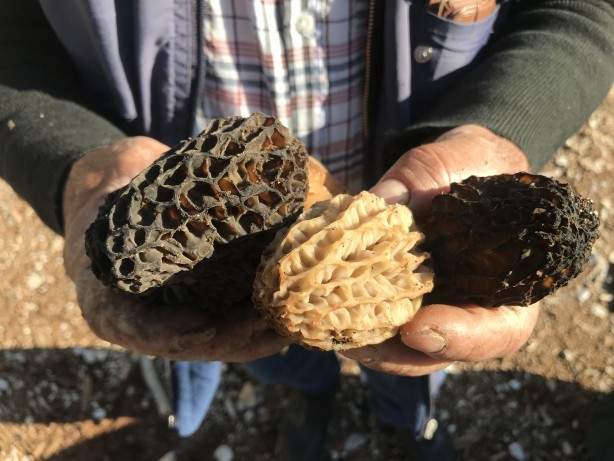 Doğada kendiliğinden yetişen mucize Toplayıp kurutanlar paraya para demiyor 1