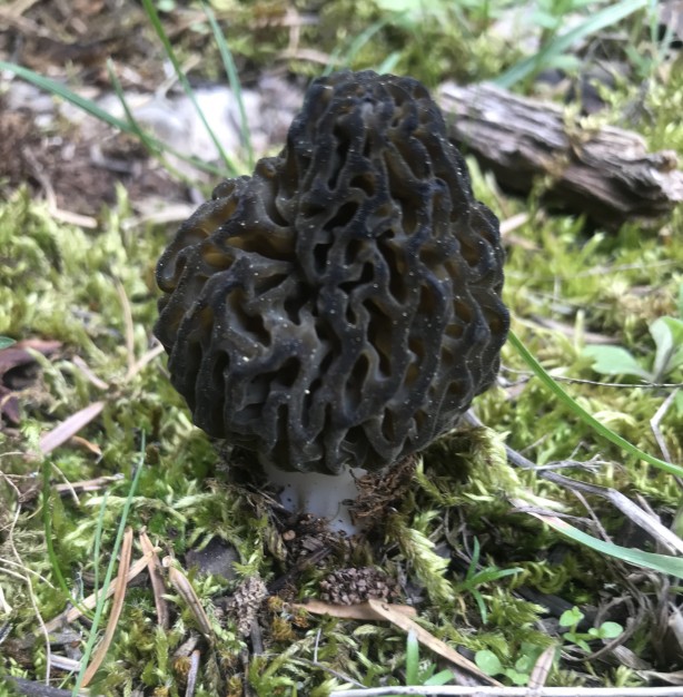 Doğada kendiliğinden yetişen mucize Toplayıp kurutanlar paraya para demiyor 5