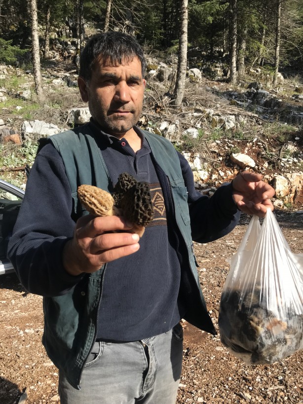Doğada kendiliğinden yetişen mucize Toplayıp kurutanlar paraya para demiyor 3