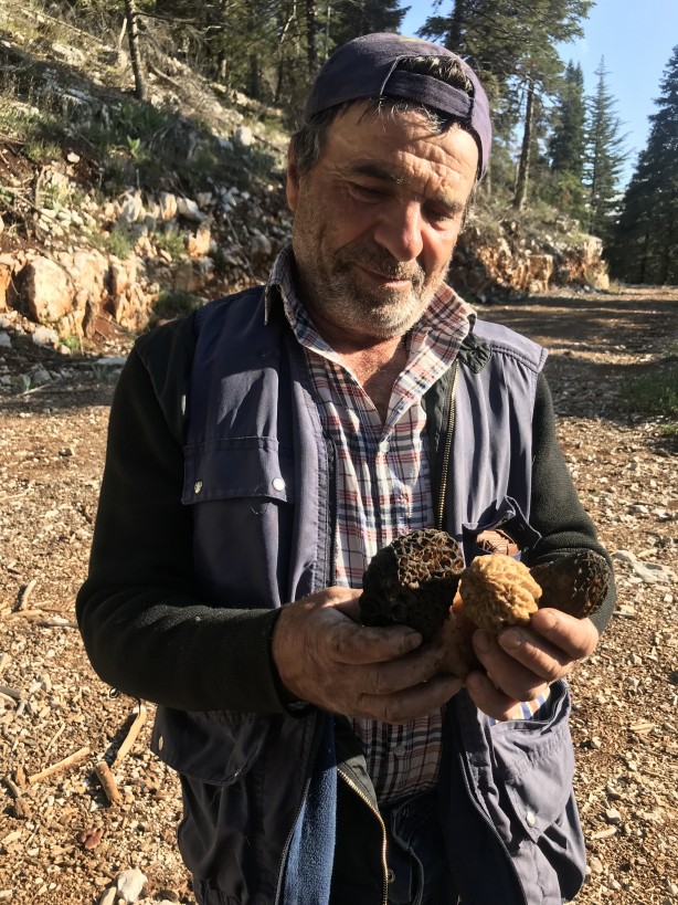 Doğada kendiliğinden yetişen mucize Toplayıp kurutanlar paraya para demiyor 6