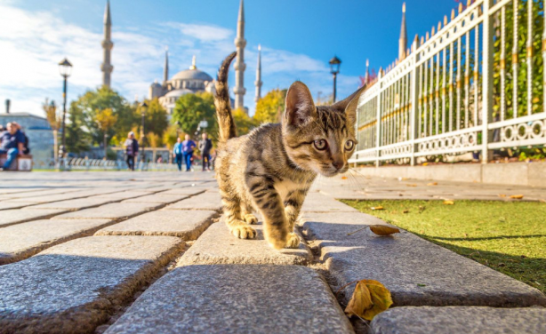 İlk kez duyacaksınız! Türkiye hakkında az bilinen bilgiler 2