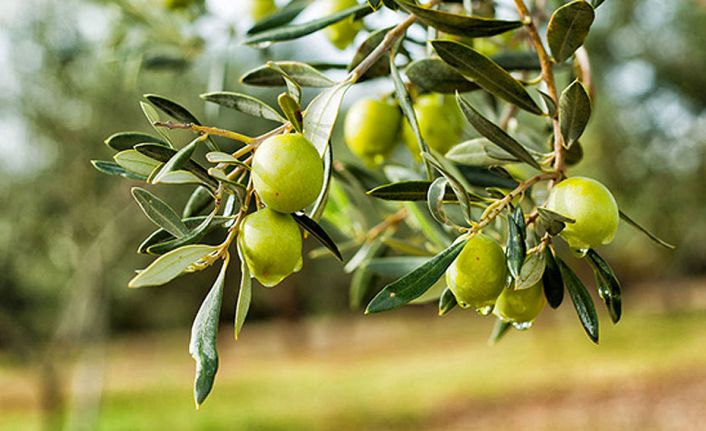 Canan Karatay en sağlıklı meyveyi açıkladı 4