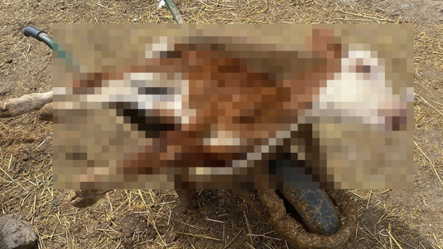 kars-ta-70-e-yakin-buzagi-oldu-sebebi-belirsiz-15931258_3055_m