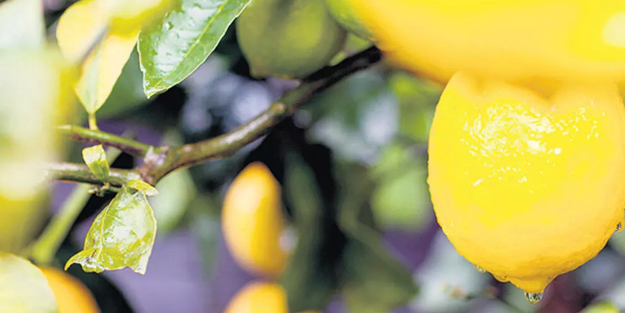 Sıradan bir meyve değil, içinde 7 sır var! İnanılmaz tam bir şifa kaynağı… Özellikle açken 8