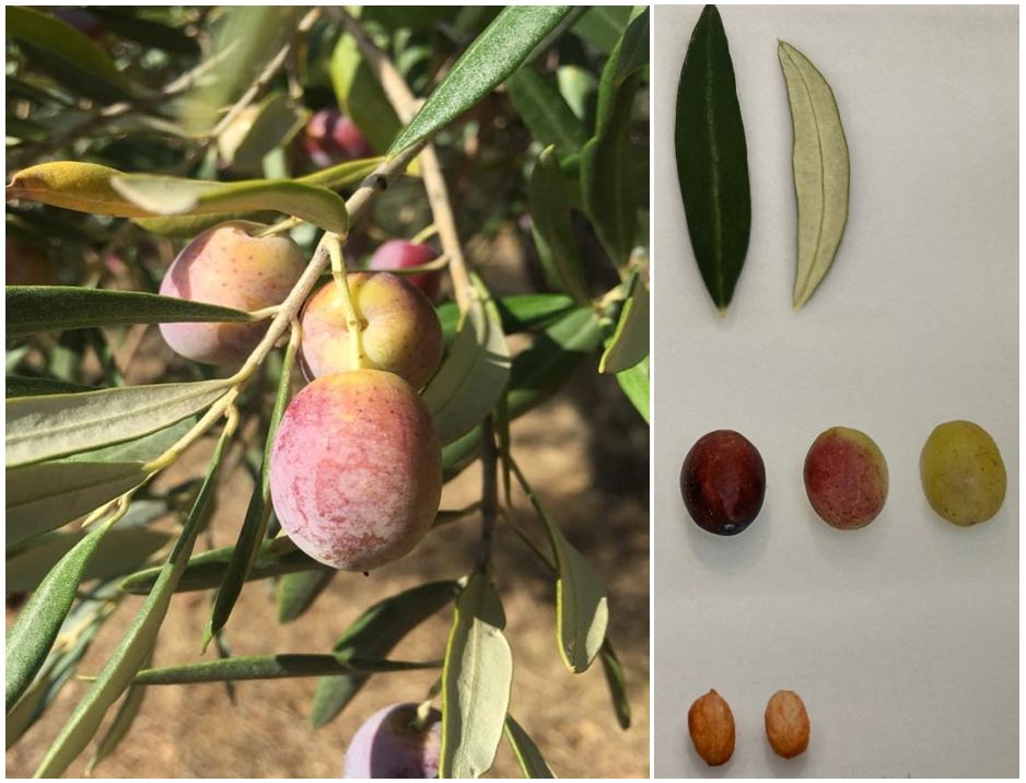 Canan Karatay en sağlıklı meyveyi açıkladı 2