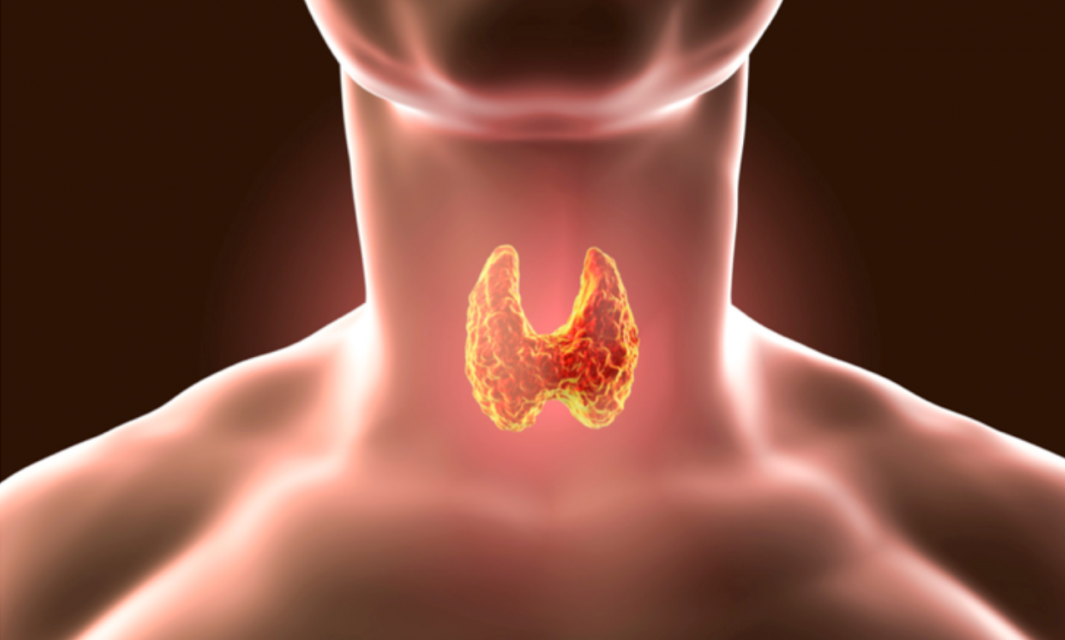 Canan Karatay önerdi! Beyin sağlığı için bu 4 besine dikkat 5