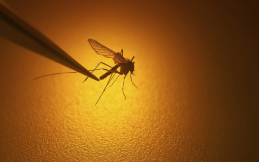 Türkiye için çok ama çok büyük tehlike! Karadeniz'e havadan bıraktılar, ölüme yol açıyor 12