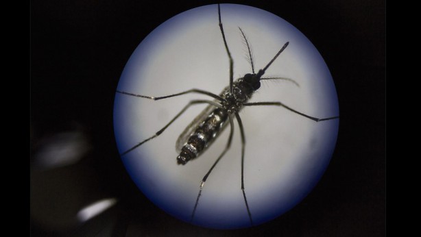 Türkiye için çok ama çok büyük tehlike! Karadeniz'e havadan bıraktılar, ölüme yol açıyor 11