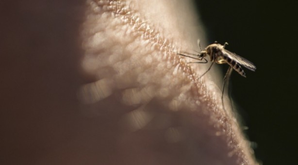 Türkiye için çok ama çok büyük tehlike! Karadeniz'e havadan bıraktılar, ölüme yol açıyor 6