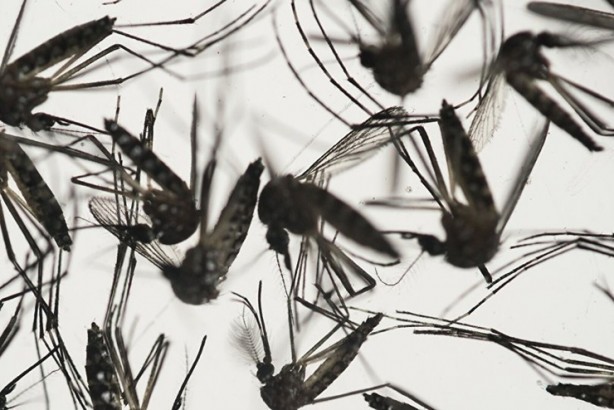 Türkiye için çok ama çok büyük tehlike! Karadeniz'e havadan bıraktılar, ölüme yol açıyor 9