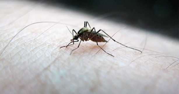 Türkiye için çok ama çok büyük tehlike! Karadeniz'e havadan bıraktılar, ölüme yol açıyor 13