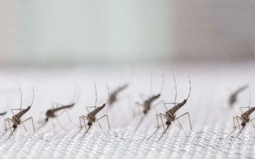 Türkiye için çok ama çok büyük tehlike! Karadeniz'e havadan bıraktılar, ölüme yol açıyor 3