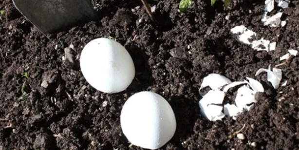 Yumurtaları toprağa gömün 6 hafta bekleyin! Sonuç inanılmaz 1