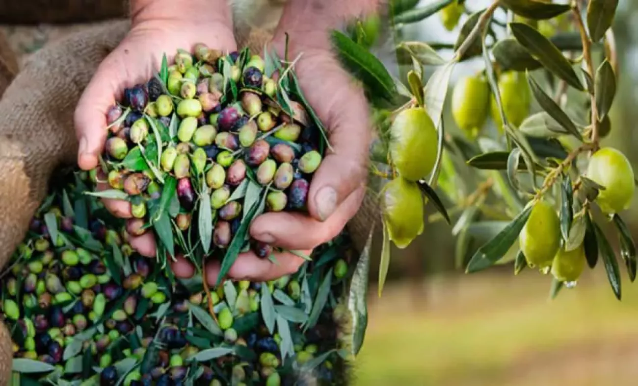 Canan Karatay en sağlıklı meyveyi açıkladı 3