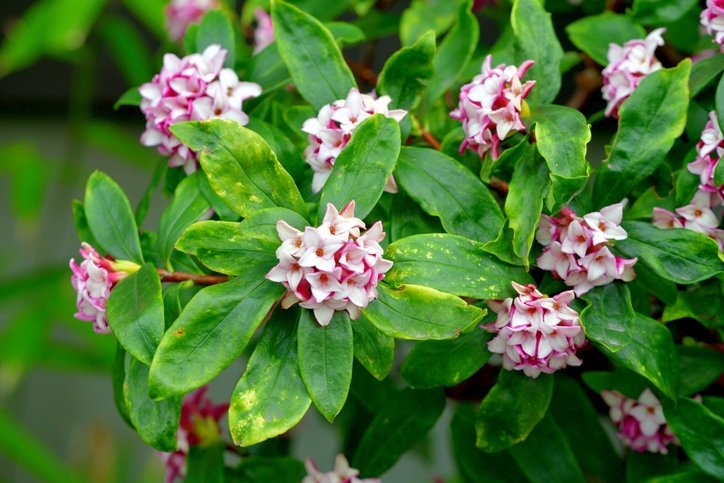Kronik hastalıkların çaresi bulundu! Binlerce yıllık tedavi doğru çıktı: Ağrıların kökünü kazıyan o bitki... 21