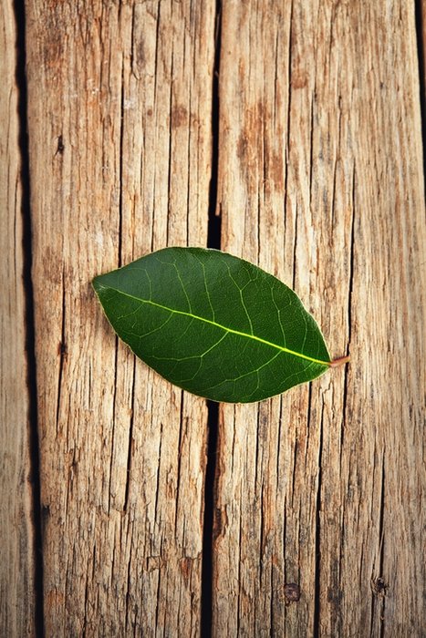 Kronik hastalıkların çaresi bulundu! Binlerce yıllık tedavi doğru çıktı: Ağrıların kökünü kazıyan o bitki... 14