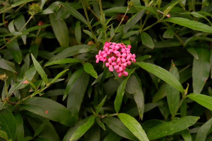 Kronik hastalıkların çaresi bulundu! Binlerce yıllık tedavi doğru çıktı: Ağrıların kökünü kazıyan o bitki... 10