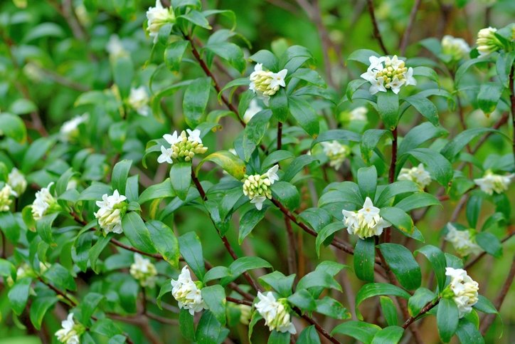 Kronik hastalıkların çaresi bulundu! Binlerce yıllık tedavi doğru çıktı: Ağrıların kökünü kazıyan o bitki... 1