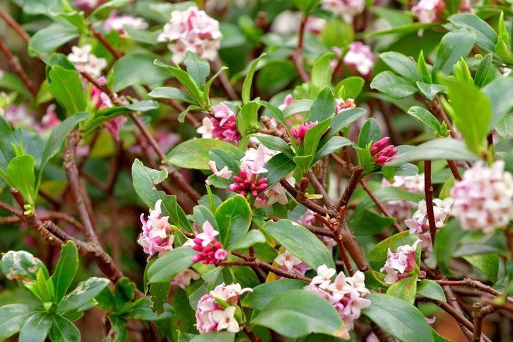 Kronik hastalıkların çaresi bulundu! Binlerce yıllık tedavi doğru çıktı: Ağrıların kökünü kazıyan o bitki... 8