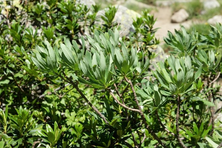 Kronik hastalıkların çaresi bulundu! Binlerce yıllık tedavi doğru çıktı: Ağrıların kökünü kazıyan o bitki... 3