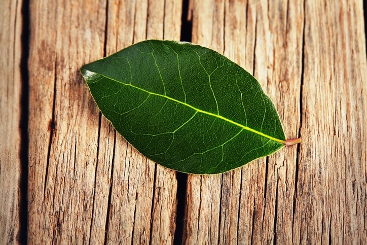 Kronik hastalıkların çaresi bulundu! Binlerce yıllık tedavi doğru çıktı: Ağrıların kökünü kazıyan o bitki... 5