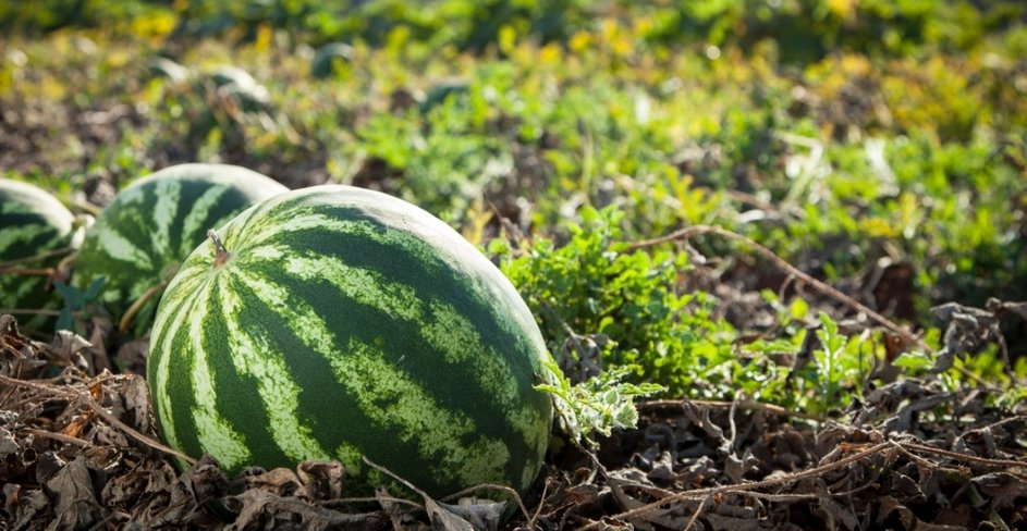 Karpuzun en iyisini seçmek işte bu kadar kolay! 4 püf noktasını bilen yaz boyu en iyi karpuzları yiyecek 4