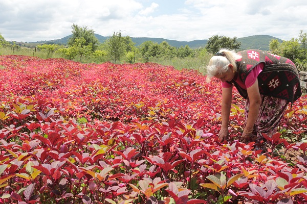 Azteklerin 'Ölümsüzlük bitkisi' Türkiye'de! Çölyak hastaları için yeni alternatif 1
