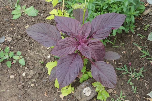 Azteklerin 'Ölümsüzlük bitkisi' Türkiye'de! Çölyak hastaları için yeni alternatif 2