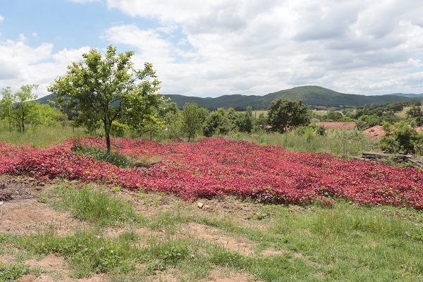 Azteklerin 'Ölümsüzlük bitkisi' Türkiye'de! Çölyak hastaları için yeni alternatif 7