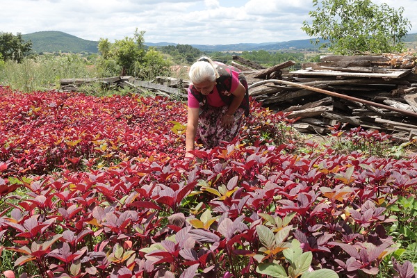 Azteklerin 'Ölümsüzlük bitkisi' Türkiye'de! Çölyak hastaları için yeni alternatif 4