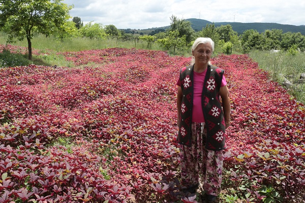 Azteklerin 'Ölümsüzlük bitkisi' Türkiye'de! Çölyak hastaları için yeni alternatif 3