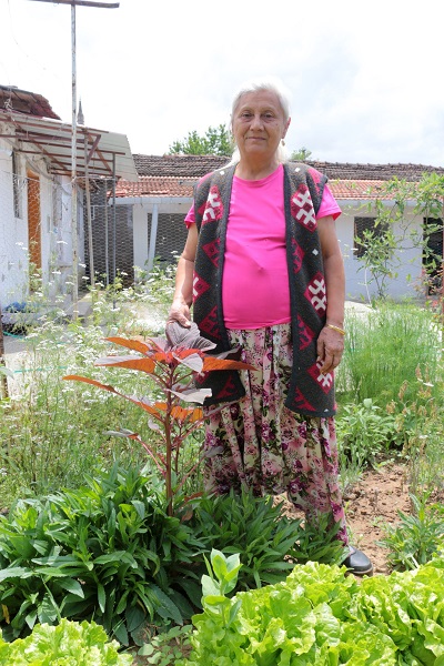 Azteklerin 'Ölümsüzlük bitkisi' Türkiye'de! Çölyak hastaları için yeni alternatif 6