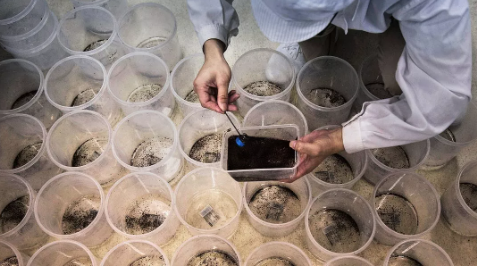 Bill Gates'ten dehşete düşüren proje! Milyonlarca sivrisineği sokaklara bıraktı, herkes kendine dikkat etsin 21