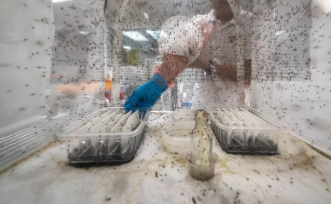 Bill Gates'ten dehşete düşüren proje! Milyonlarca sivrisineği sokaklara bıraktı, herkes kendine dikkat etsin 22